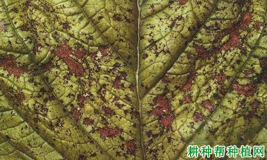 种芝麻如何防治芝麻细菌性角斑病？