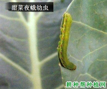 种芝麻如何防治甜菜夜蛾？