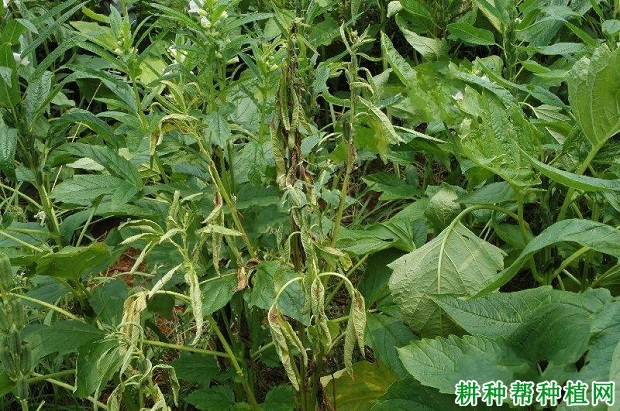 种芝麻如何防治芝麻茎点枯病？