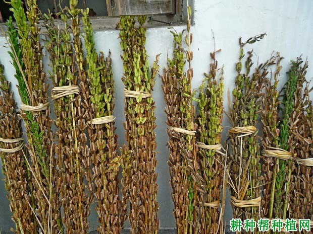 种植芝麻什么时候可以收获？