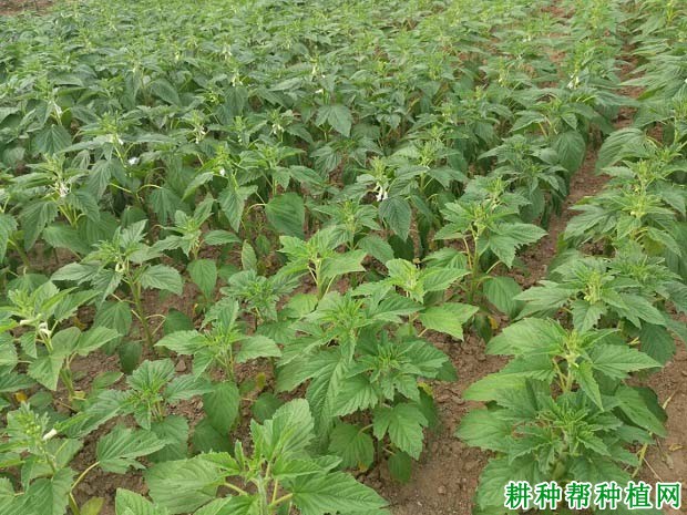 芝麻什么时候种植好？