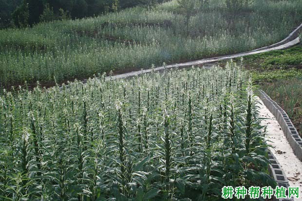 芝麻什么时候种植好？