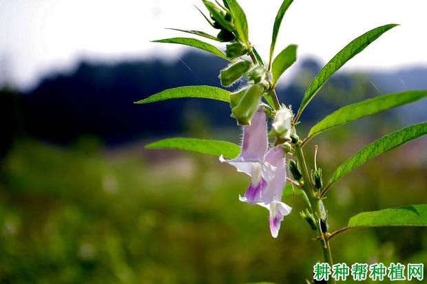 芝麻花什么时候开？