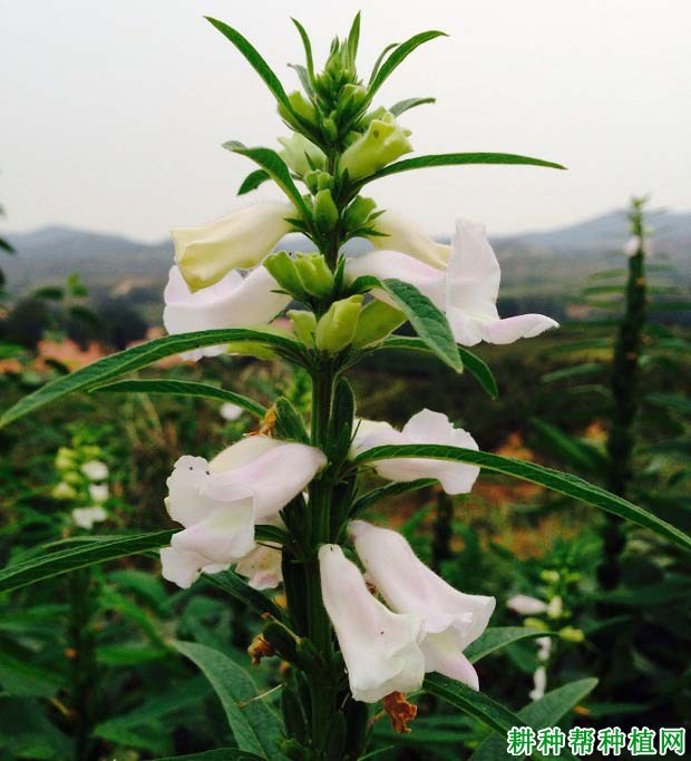 芝麻花什么时候开？