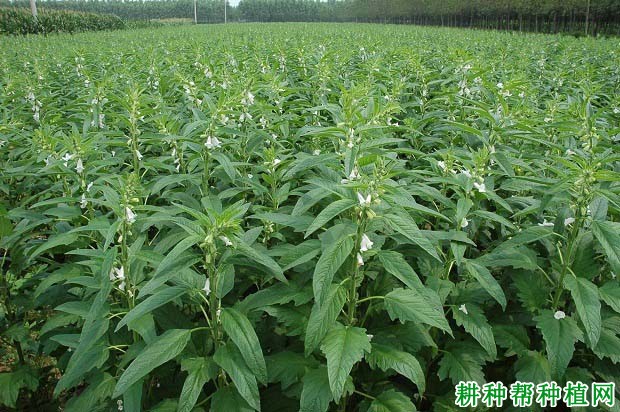 芝麻的茎有什么特性？