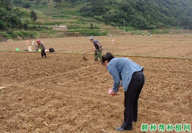 芝麻种子盖多深的土合适？