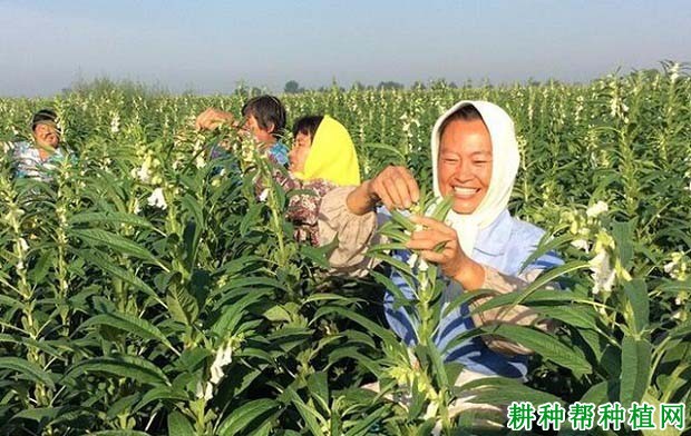 种植芝麻如何提高产量？