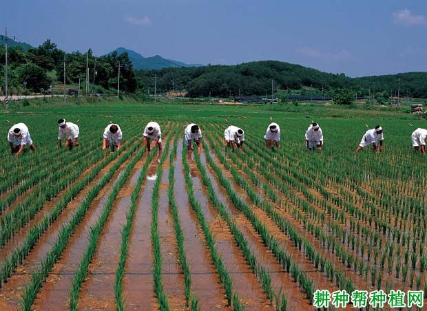 什么水稻合理密植？