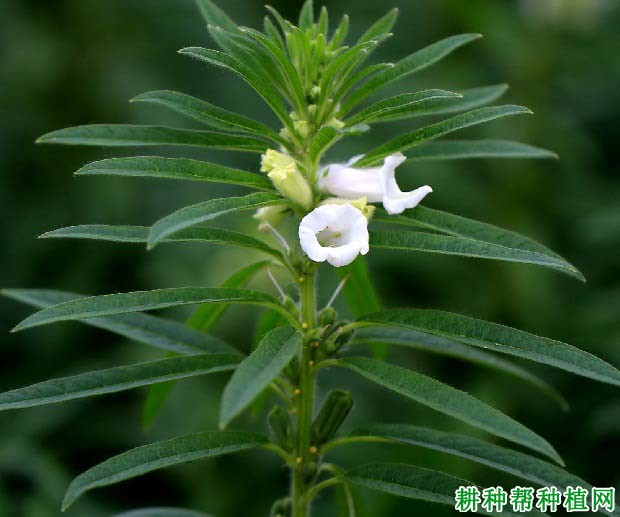 芝麻的花有什么寓意？