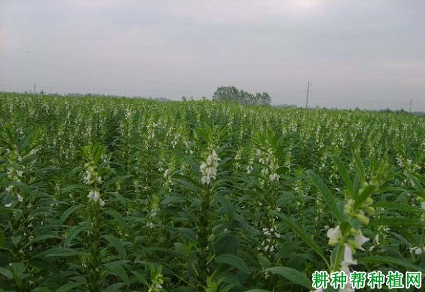 芝麻主要产地是哪里？