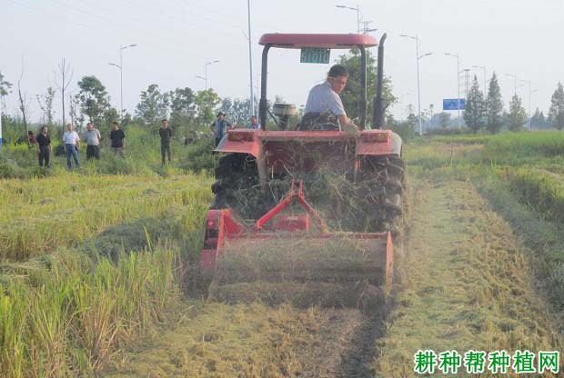 稻草还田需要注意什么？