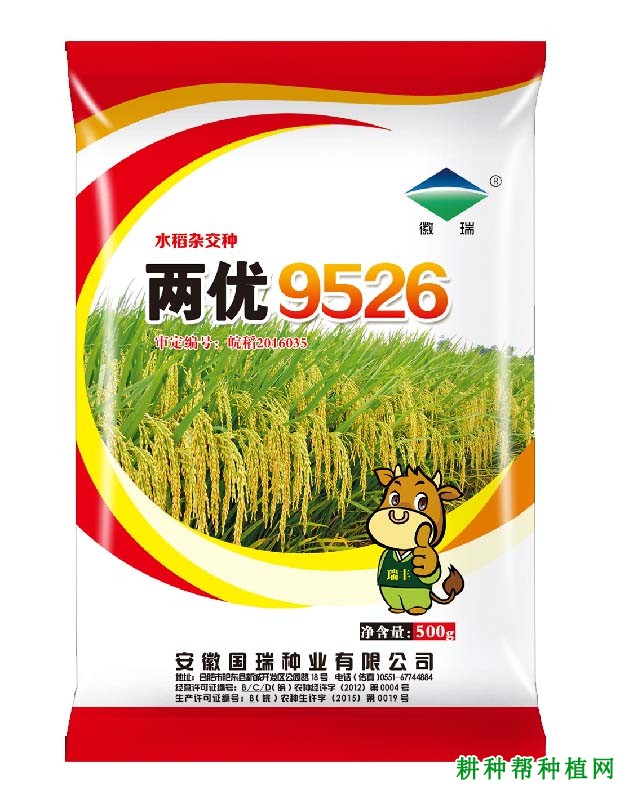 两优9526水稻品种好不好？