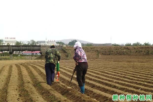 种植夏玉米如何追肥？