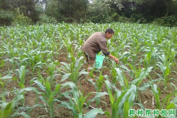 种植夏玉米如何追肥？