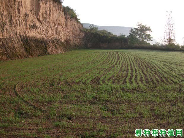 田间小麦出苗差的原因是什么？