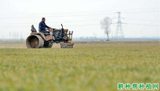 怎么样助于小麦安全越冬？