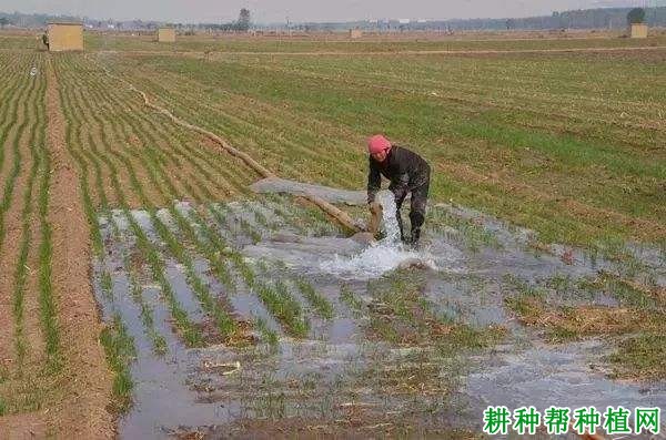 怎么样助于小麦安全越冬？