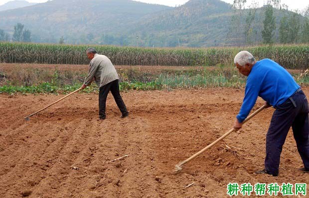 播小麦的**深度是多少？