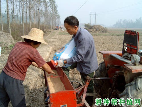 小麦播种量如何计算？