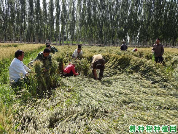 如何防治小麦倒伏？