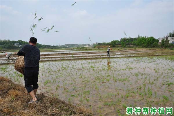 水稻抛秧栽培有什么特点？