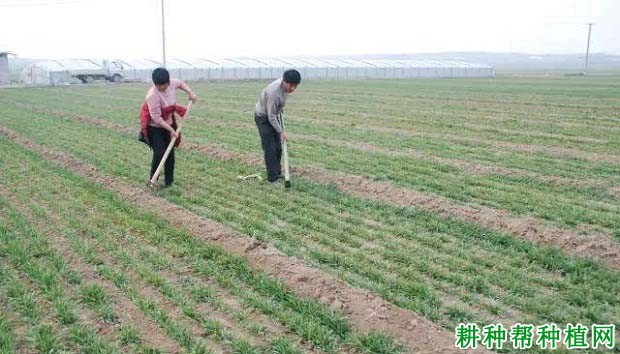 种植小麦为什么要中耕？