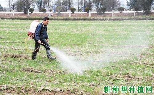 春季麦田使用除草剂有什么缺点？