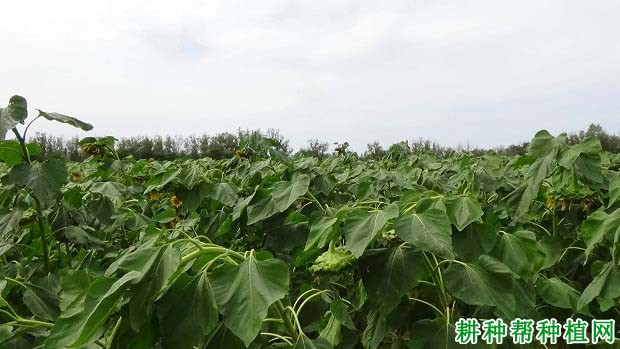 种植向日葵怎样科学施肥？