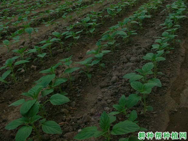 芝麻种植如何科学施肥？