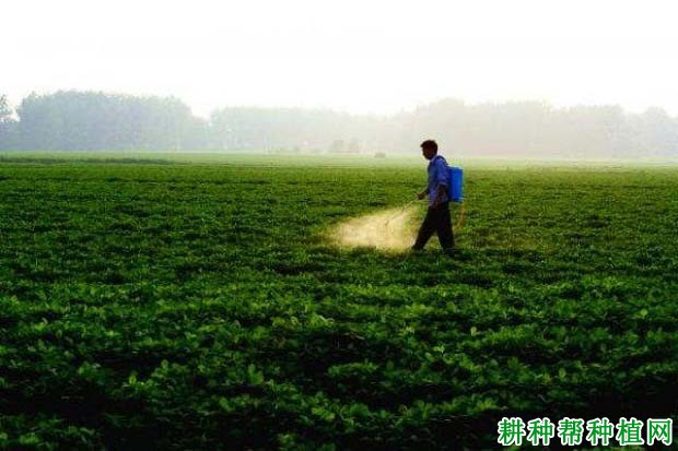 种植花生如何追肥效果好？