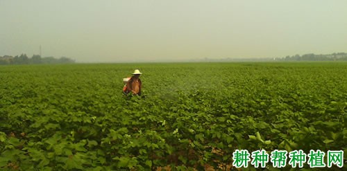 种植棉花如何化控？