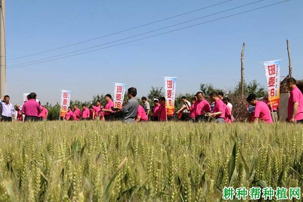 邯麦16号小麦品种好不好？