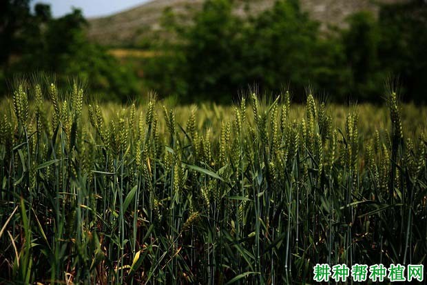 山农26小麦品种好不好？