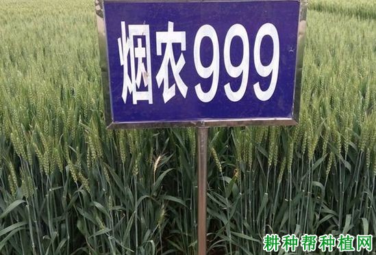 烟农999小麦品种好不好？