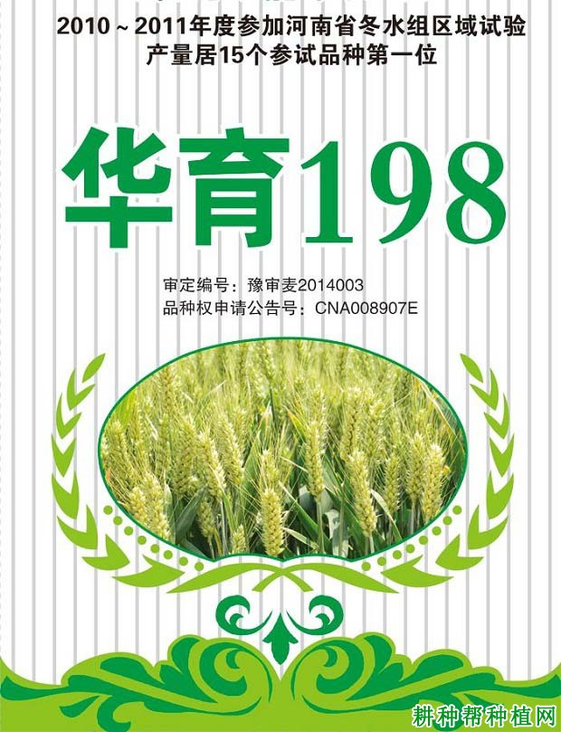 华育198小麦品种好不好？