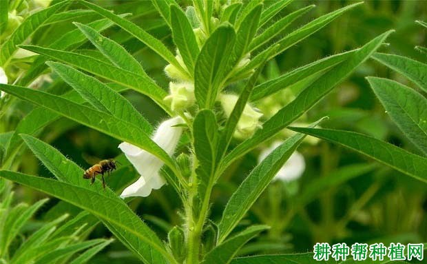 芝麻开花结蒴期如何管理？