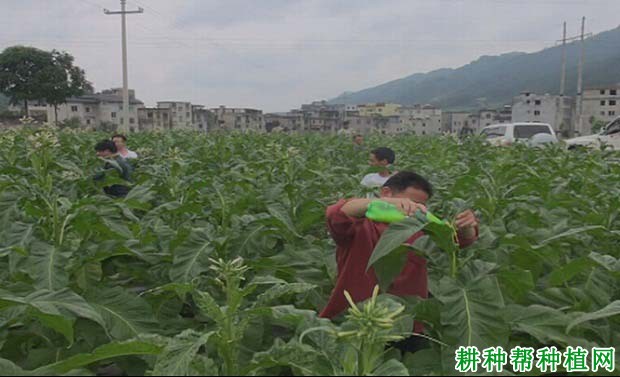 芝麻什么时候打顶增产？