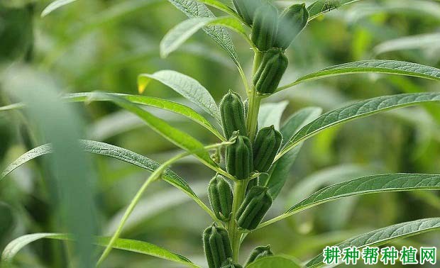 种植芝麻施什么肥好？