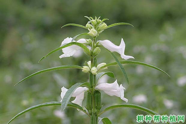 种植芝麻施什么肥好？