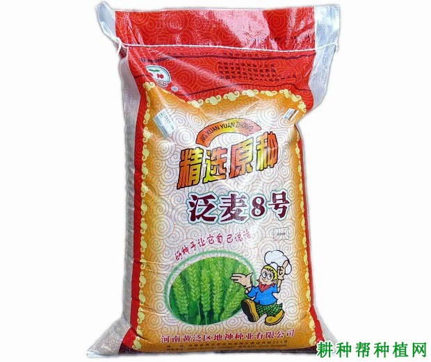 泛麦8号小麦品种好不好？