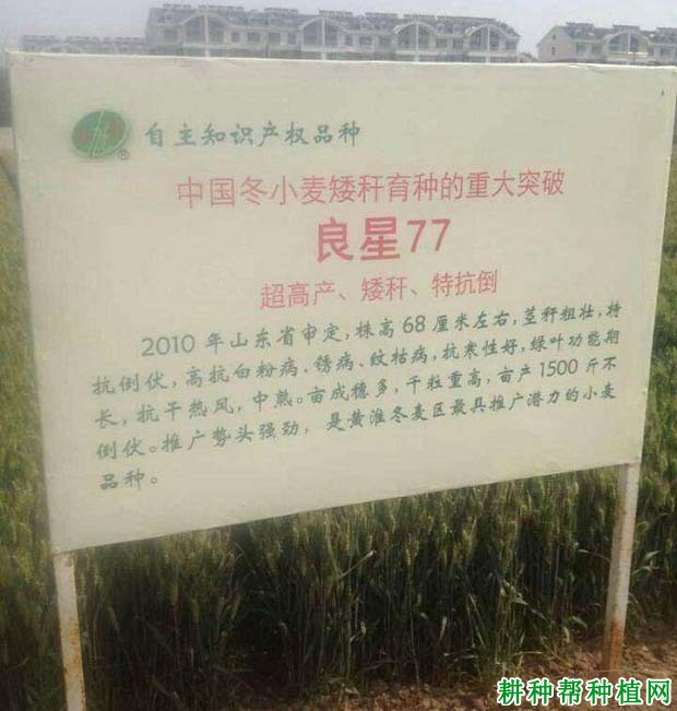 良星77小麦品种好不好？