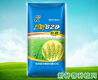 石新828小麦品种好不好？