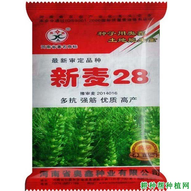 新麦28小麦品种好不好？