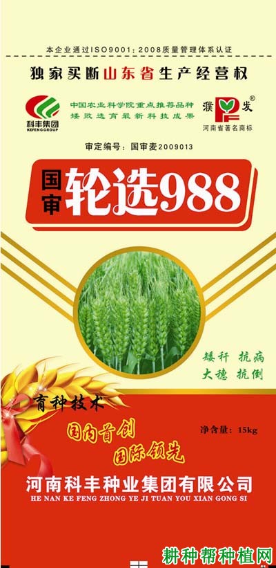 轮选988小麦品种好不好？