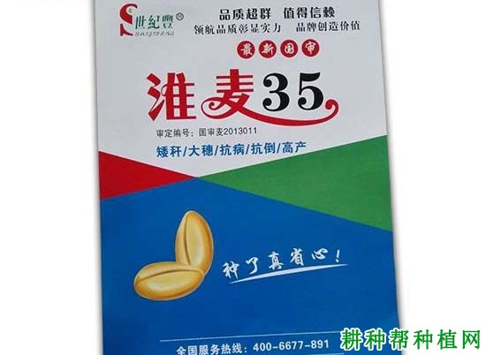 淮麦35小麦品种好不好？