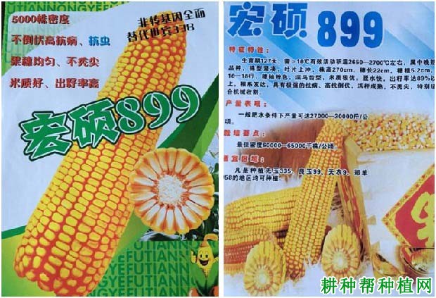 宏硕899玉米品种好不好？