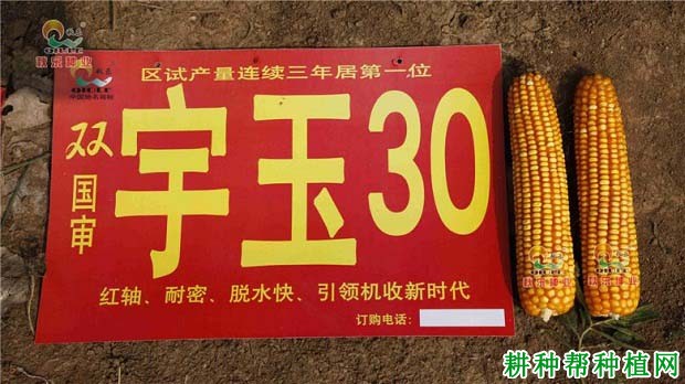 宇玉30号玉米品种好不好？