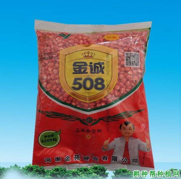 金诚508玉米品种好不好？