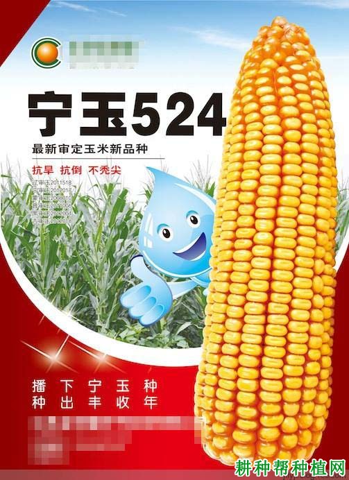 宁玉524玉米品种好不好？