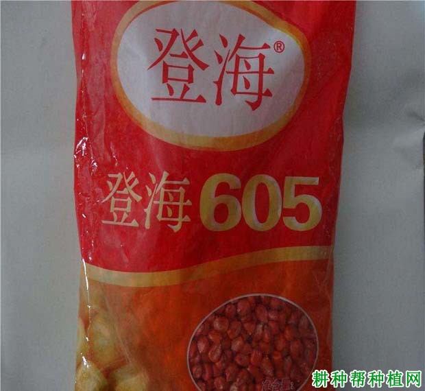 登海605玉米品种好不好？